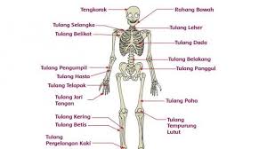 Maybe you would like to learn more about one of these? Fungsi Tulang Hasta Tulang Atas Hingga Tulang Pergelangan Kaki Jawaban Tema 1 Kelas 5 Halaman 68 Tribun Padang