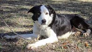 Texas Abca Producing Sire For Sale For More Information Click On The Image Or See Ad 100946 On Www Ranchworl Border Collies For Sale Cow Dogs Dogs For Sale