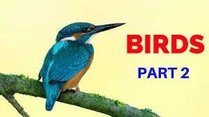 Birds In Kannada Part 2 Learn Kannada Youtube