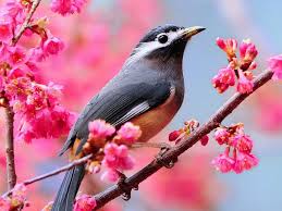 We did not find results for: 49 Bird Wallpaper For Computer On Wallpapersafari