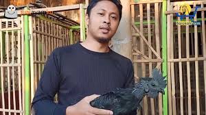 Ayam Mahal Kirim Ayam Cemani Dan Brahma Ke Denpasar Bali 082135523532 Sahabat Bali