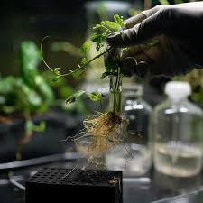 Image result for Fadogia arenicola