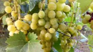 Acest sit folosește akismet pentru a reduce spamul. Sperietoare De Grauri UÈ™or De FÄƒcut Youtube