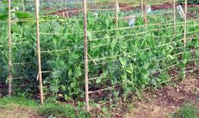 For best flavor, pick pods when quite young and almost flat. Don T Pea On The Fire Plant Early For A Table Delight Town Country Gardening