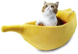 Bunny cuddles with cat (i.redd.it). Amazon Com Petgrow Cute Banana Cat Bed House Large Size Pet Bed Soft Warm Cat Cuddle Bed Lovely Pet Supplies For Cats Kittens Rabbit Small Dogs Bed Yellow Pet Supplies