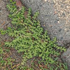 Image result for Vernonia hirsuta