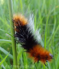 Image result for Blepharis stuhlmannii