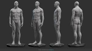 This is an article covering the anatomy, blood supply, innervation and clinical anatomy of the male reproductive system. Male Anatomy Statue Flippednormals
