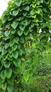 Image result for Chasmanthera dependens