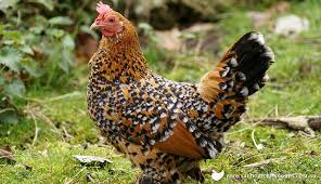 We did not find results for: What Are The Best Bantam Chicken Breeds