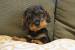 Wire Haired Dachshund Dapple