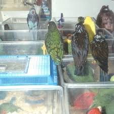 Bathing your bird is a fun, natural activity that keeps their skin and feathers healthy!side note: Bathing And Showering For Pet Parrots The Aviator Harness