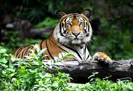 See more ideas about tiger, tiger cub, animals beautiful. Interesting Tiger Facts Information For Kids