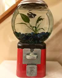 Wood is a favourite of the dedicated aquascaper as it's a decoration that really helps to emulate that natural underwater look. Homemade Antique Gumball Machine Betta Fish Tank Imgur