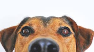You will love it after reading all the names. Cartoon Dog Name Ideas For Your New Male Or Female Dog