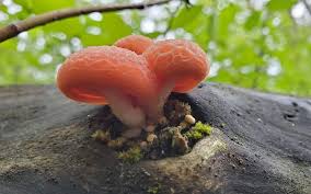Young rhodotus palmatus or wrinkled peach mushroom in hampstead heath. The Wrinkled Peach Mushroom Rhodotus Palmatus Freshcap Mushrooms