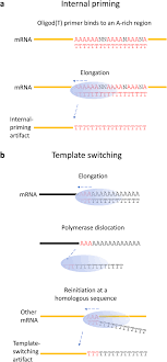What does cdna mean ? Template Switching Artifacts Resemble Alternative Polyadenylation Bmc Genomics Full Text