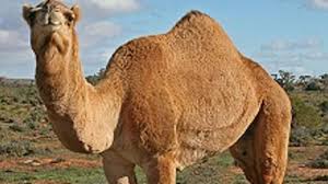 Now this is the next tale, and it tells how the camel got his big hump. 7 Things You Really Ought To Know About Camel Anatomy Mental Floss