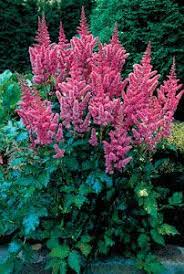 Visions Astilbe Container Gardening Shade Shade Perennials Xeriscape