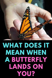 Spiritual Meaning Of Butterfly Landing On You Superstitions Dream Interpretation Butterfly Meaning Butterfly Symbolism Butterfly