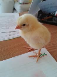 Originară din africa, bibilica este o pasăre cu instincte asemănătoare celor de vânat. Vital Best Nutrition GÄesti Profil Cylex