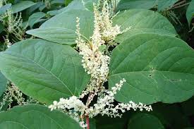 Image result for Fallopia