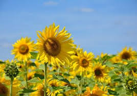 Bunga matahari dianggap sebagai pertanda usia panjang, dan juga dipercaya melambangkan. Berita Bergerak Terbaru Hari Ini Bobo