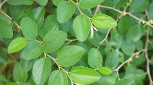 Daun bidara, daun bidara, tokodara department, faculty member. Apa Itu Daun Bidara Tanaman Herbal Yang Miliki Banyak Khasiat Bisa Diolah Jadi Makanan Tribun Batam
