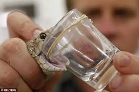 Two metre Eastern brown snake named 'Gigantor' caught in NSW backyard