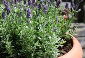 Ces arbustes sont célèbres pour leurs fleurs très parfumées et pour leur feuillage aromatique et persistant. Planter La Lavande En Pot Gamm Vert