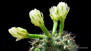 You can also make an easy diy humidity tray to keep christmas cacti happy when they are in a dry. Cactus Flowering Timelapse Youtube