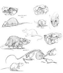 Rat Drawing Reference And Sketches For Artists Animal Drawings Animal Sketches Sketches