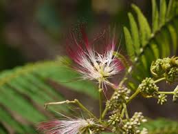 Image result for Albizia chinensis