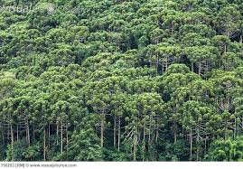 Image result for Arauk rie Araucaria