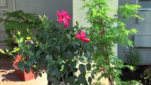 This is not necessarily true. How To Create Your Own Landscape Garden Youtube
