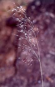 Image result for Capillipedium