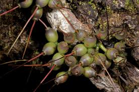 Image result for Agelanthus myrsinifolius