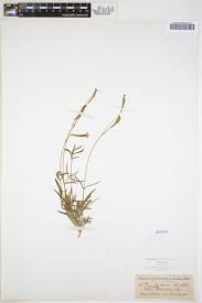 Image result for Silene burchellii