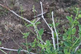 Image result for Commicarpus pilosus