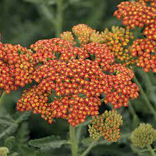 Achillea Sassy Summer Sunset Achillea Perennials Perennial Plants