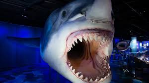 Image result for Shark
