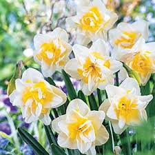 White Lion Double Blooming Daffodils Breck S In 2020 Bulb Flowers Daffodil Bulbs Daffodils