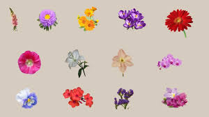 Check spelling or type a new query. Winter Flowers Learn With Picture Bd Kids Youtube