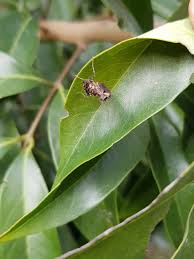 Biological control or biocontrol is a method of controlling pests such as insects, mites, weeds and plant diseases using other organisms. 207 Questions With Answers In Biological Control Of Insect Pests Science Topic