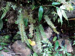 Image result for Lellingeria