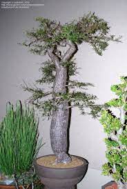 Pin On Houseplants
