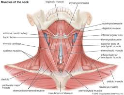 Related posts of anatomy of neck muscles diagram abdominal anatomy musclse. Neck Muscles Types Classification Function Rxharun
