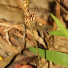 Image result for Eschenbachia stricta