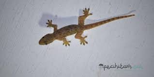 Maybe you would like to learn more about one of these? Kejatuhan Kotoran Cicak Atau Burung Saat Shalat Batal Atau Tidak Pecihitam Org