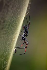 How many steps does it take for an eevee egg to hatch? Stored Lunch Next Victim Spider Face Creepy Spider Spider